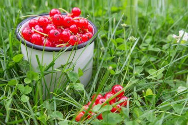 Taze sulu berry kırmızı frenk üzümü çim bir fincan. Bahçe cilik ve hasat kavramı