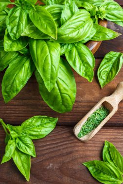 Beyaz arka planda izole edilmiş taze yeşil fesleğen yapraklarından yakın çekim. Tatlı Genovese fesleğeni