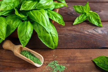 Beyaz arka planda izole edilmiş taze yeşil fesleğen yapraklarından yakın çekim. Tatlı Genovese fesleğeni