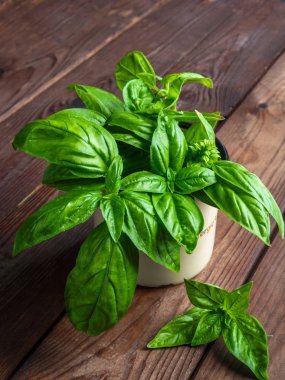 Beyaz arka planda izole edilmiş taze yeşil fesleğen yapraklarından yakın çekim. Tatlı Genovese fesleğeni