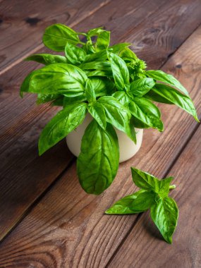 Beyaz arka planda izole edilmiş taze yeşil fesleğen yapraklarından yakın çekim. Tatlı Genovese fesleğeni