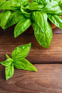 Beyaz arka planda izole edilmiş taze yeşil fesleğen yapraklarından yakın çekim. Tatlı Genovese fesleğeni