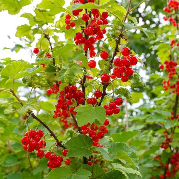 Bayas Grosella Roja Maduras Jugosas Ramas Arbusto Con Hojas Verdes — Foto de Stock