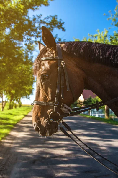 青空と道路に対する馬のクローズアップの肖像 — ストック写真