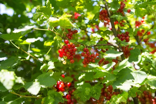多汁成熟的红醋栗浆果在灌木树枝与绿叶在花园里 — 图库照片
