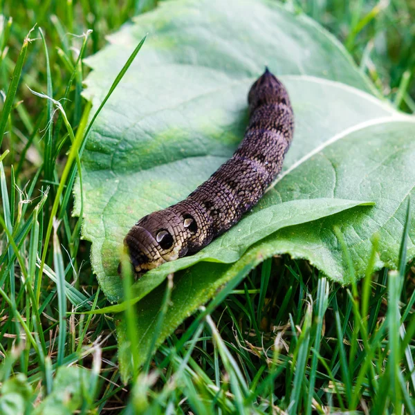 Caterpillar Motyl Wina Facet Deilephila Elpenor Zielonej Trawie — Zdjęcie stockowe