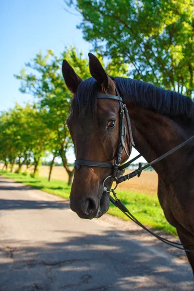 青空と道路に対する馬のクローズアップの肖像 — ストック写真