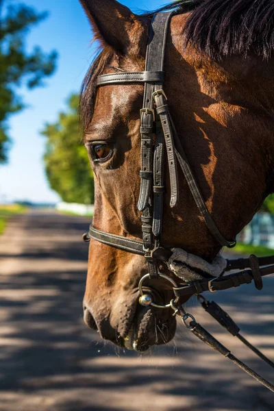 青空と道路に対する馬のクローズアップの肖像 — ストック写真