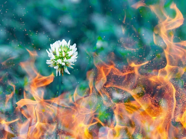 Flower of white clover in fire, concept of fire, drought, ecology