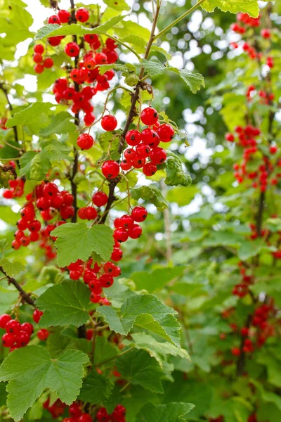 多汁成熟的红醋栗浆果在灌木树枝与绿叶在花园里 — 图库照片