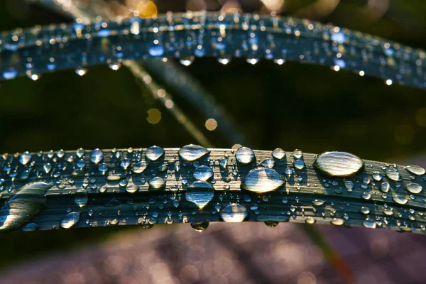 Des Gouttes Pluie Sur Une Feuille Verte Rapprochent — Photo