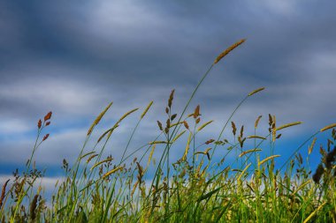 Seçici odak ile öğleden sonra mavi gökyüzüne karşı Buğday kulakları