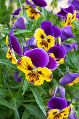 Renkli çiçekler menekşe pansy