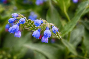 Ekolojinin çim seçici odak kavramı küçük mavi çiçekler