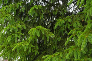 Yeşil genç dalları closeup yedir