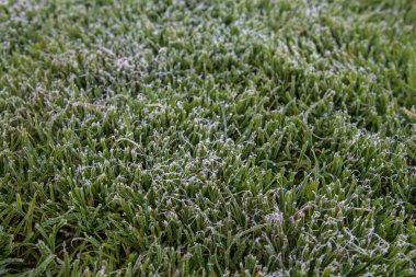 Yeşil çimenlerin üzerindeki buz kristalleri yakın. Doğa arka planı. Uzun afiş