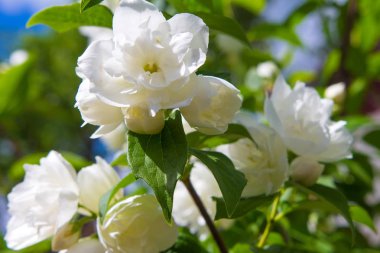 Güneşli bir yaz gününde yeşil çimlerin ve gökyüzünün arka planında beyaz kokulu yasemin çiçekleri. Bitki yetiştirme, çiçekçilik ve ekoloji kavramı