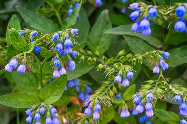 Ekolojinin çim seçici odak kavramı küçük mavi çiçekler