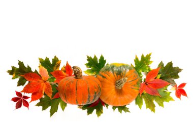 Sonbahar yaprakları ve beyaz bir arka plan üzerinde kabak, izole edilir. Akçaağaç meşe portakal yaprakları, Şükran tatili için kabak. Sonbahar doğal arka plan. düzen, kopyalama alanı ile. Düz lay,üst görünüm 