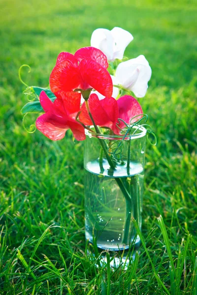 Flowers Sweet Peas Glass Vase Gray Stylish Background — Stock Photo, Image