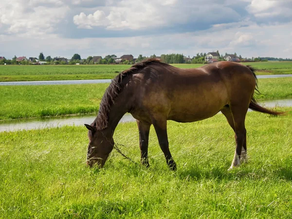 茶色の馬が空の背景にある農場の近くの草原で放牧する — ストック写真