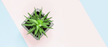 minimalist kentsel bahçe veya şık iç arka plan boyalı pembe mavi arka plan üst görünümü, copyspace afiş üzerinde çeşitli sulu ile