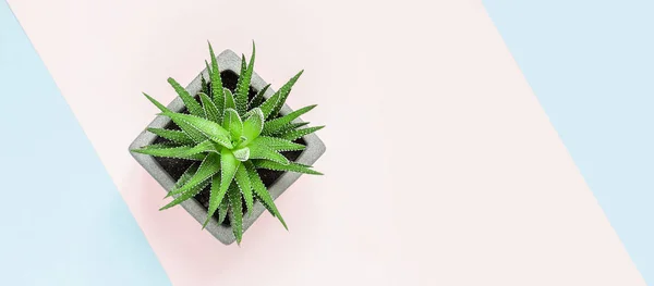 minimalist kentsel bahçe veya şık iç arka plan boyalı pembe mavi arka plan üst görünümü, copyspace afiş üzerinde çeşitli sulu ile