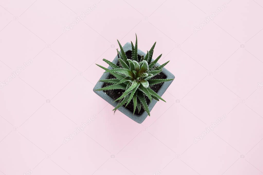 succulents and cactus in pots on light pink background