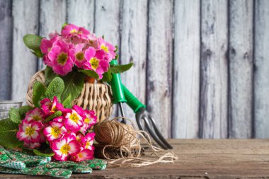 Bahçe terasında bahçe aletleri ve bahar açan çuha çiçeği, ilkbaharda bahçe konsepti, bahçe hobileri