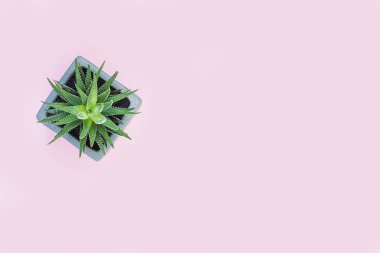 Pembe arka plan üzerinde izole yeşil sulu güzel desen. Düz döşeme, üst görünüm.