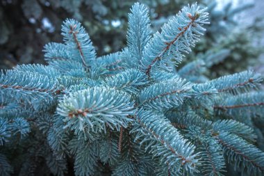 Firavun ağacı brunch 'ı yaklaşıyor. Sığ odaklanma. Yumuşak köknar ağacı brunch 'ı yakın çekim. Noel duvar kağıdı konsepti. Boşluğu kopyala.
