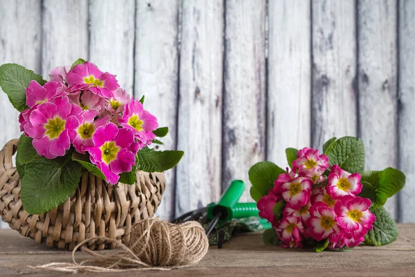 concept of spring gardening: colorful primroses, watering can, garden tools, garden equipment on a wooden background near the wall