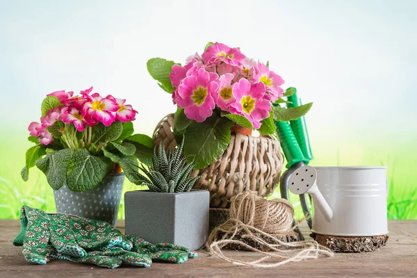 Frühjahrsgärtnerei Bunte Primeln Gießkanne Gartengeräte Gartengeräte Auf Hölzernem Hintergrund Der — Stockfoto