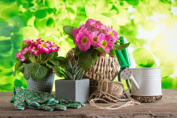 Gartengeräte Und Frühlingsblüher Auf Der Gartenterrasse Gartenkonzept Frühling Gartenhobby — Stockfoto