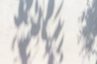 Soyut Gölgeler, gri yaprakların bulanık arkaplanı ve beton duvarları yansıtan doğal ağaçlar, beyaz duvar yüzeylerine düşen dallar ve bulanık arka planlar ve siyah beyaz duvar kağıtları..