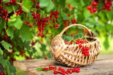 a basket full of freshly harvested red currant on the ground, ripe berries picked from a food forest, organically grown with a blurry currant bush in the forefront and green grass in the background clipart