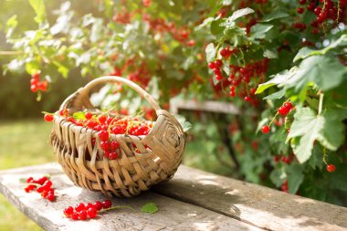 Bir sepet taze toplanmış kırmızı frenk üzümü, bir gıda ormanından toplanmış olgun böğürtlen, organik olarak yetiştirilmiş ön cephede üzümlü frenk üzümü çalısı ve arka planda yeşil çimen