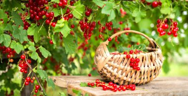 Bir sepet taze toplanmış kırmızı frenk üzümü, bir gıda ormanından toplanmış olgun böğürtlen, organik olarak yetiştirilmiş ön cephede üzümlü frenk üzümü çalısı ve arka planda yeşil çimen