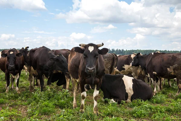 Rebaño Vacas Blancas Negras Pastan Prado Día Verano — Foto de Stock