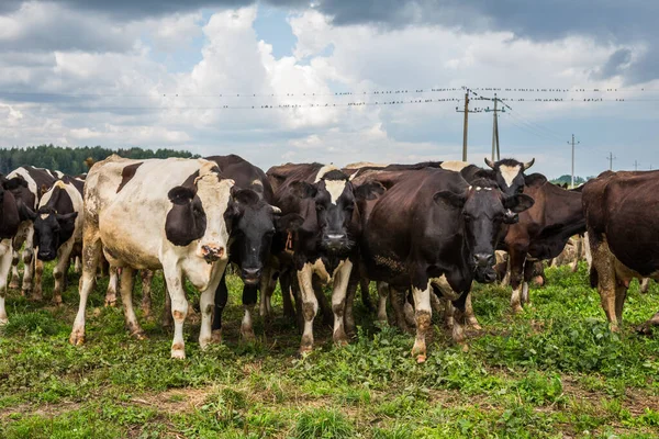 Rebaño Vacas Blancas Negras Pastan Prado Día Verano — Foto de Stock