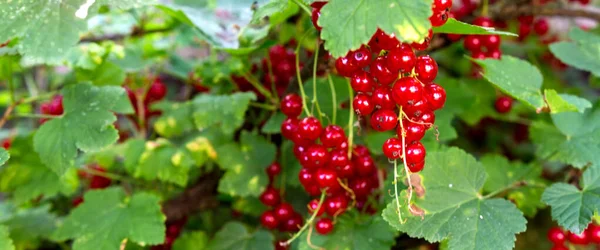 Röda Vinbär Växer Buske Trädgården Bär Skörden Sommar Växt — Stockfoto