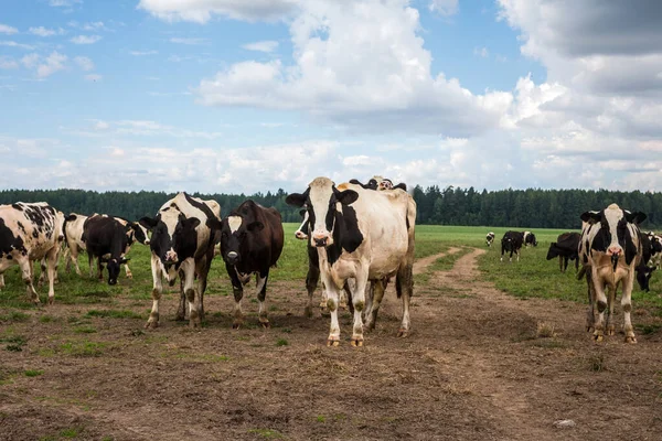 Rebaño Vacas Blancas Negras Pastan Prado Día Verano — Foto de Stock