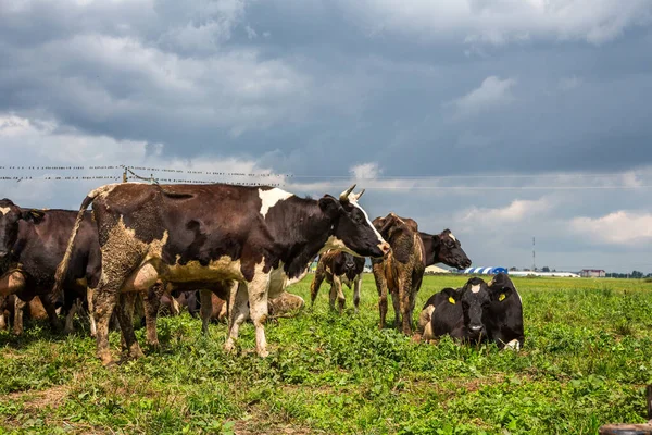 Rebaño Vacas Blancas Negras Pastan Prado Día Verano — Foto de Stock