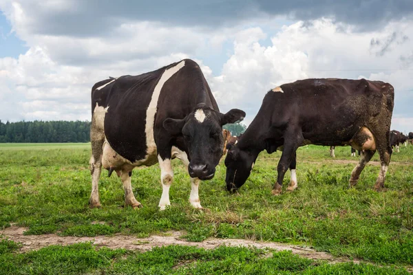 Rebaño Vacas Blancas Negras Pastan Prado Día Verano — Foto de Stock