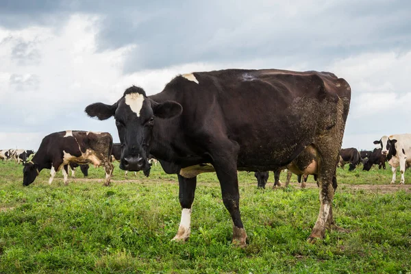 Rebaño Vacas Blancas Negras Pastan Prado Día Verano — Foto de Stock