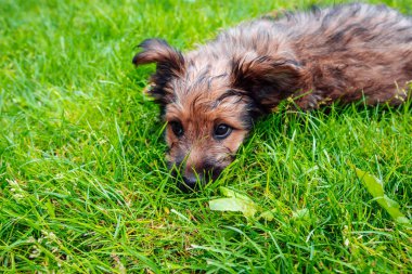 Sonbahar ve Şükran Günü hasadı konsepti. Mevsimlik meyve armudu ve erik ahşap bir masanın üzerinde, kırsal tarzda fotokopi alanı ile.