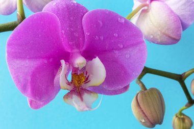 Arkaplanda pembe orkide çiçekleri, kapatın.