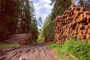 Woodpile taze hasat çam bir orman yolu güneşli gökyüzü altında oturum açmasına izin verir. Ağaçların gövdeleri kesilmiş ve ön planda, orman arka planda yığılmış. Ahşap günlükleri ile orman arka plan üzerinde.