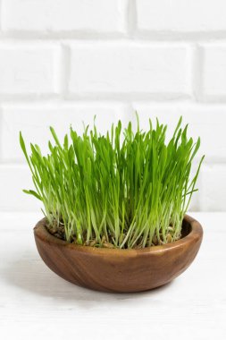 Kırsal tarzda hafif ahşap bir zemin üzerinde, yakın çekim alanı olan buğday filizleri.