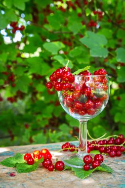 Taze meyve suyu, cam üzümlü kırmızı frenk üzümü arka plandaki çalıların üzerinde bir yaz günü böğürtlen ve fotokopi alanı olan bir masada.